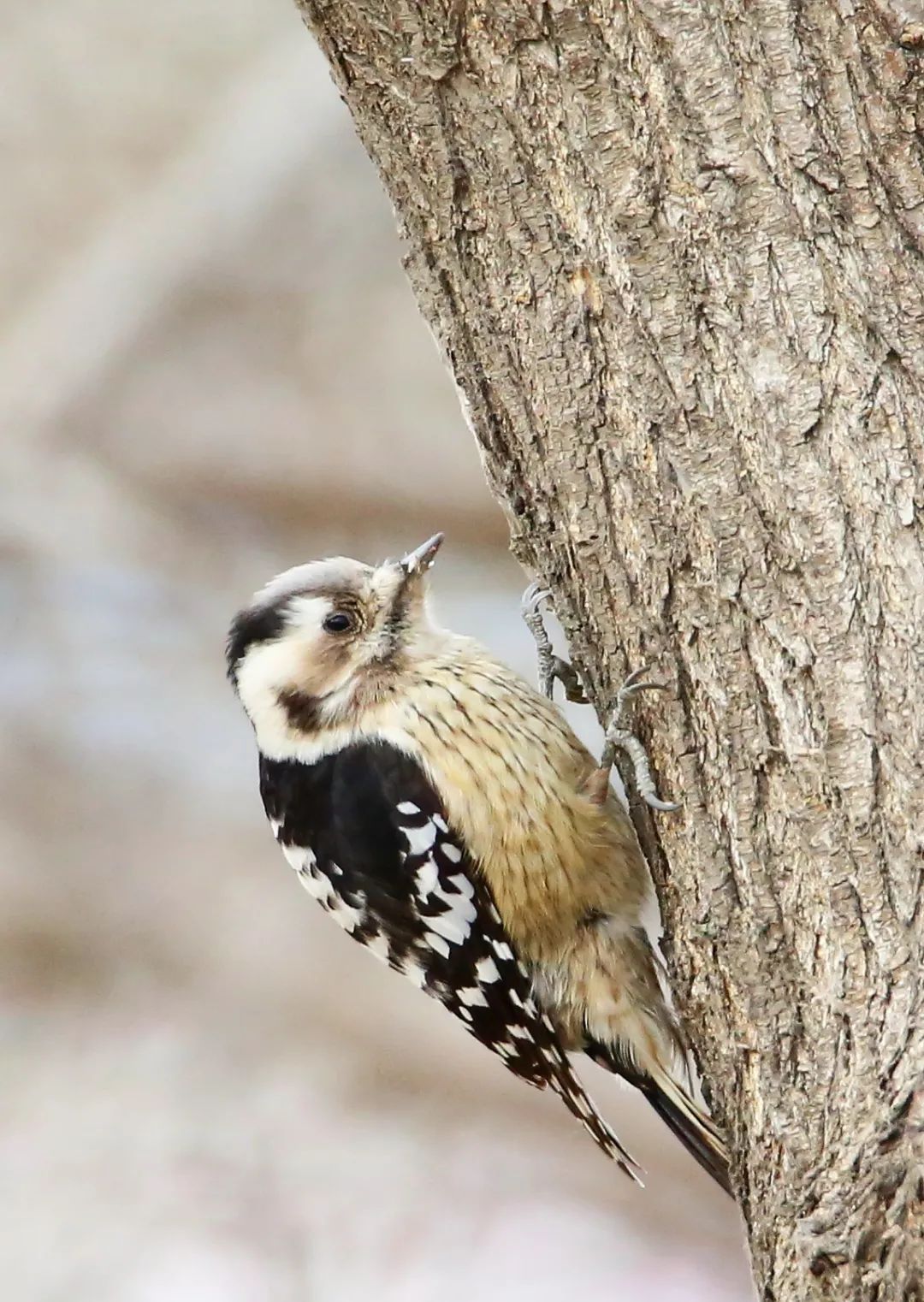 birdWatching