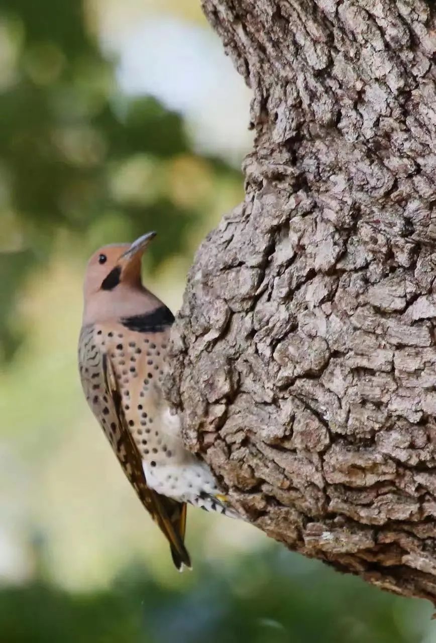 birdWatching