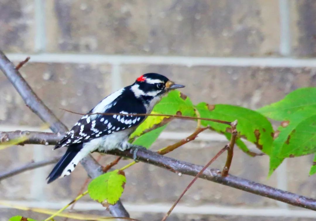 birdWatching