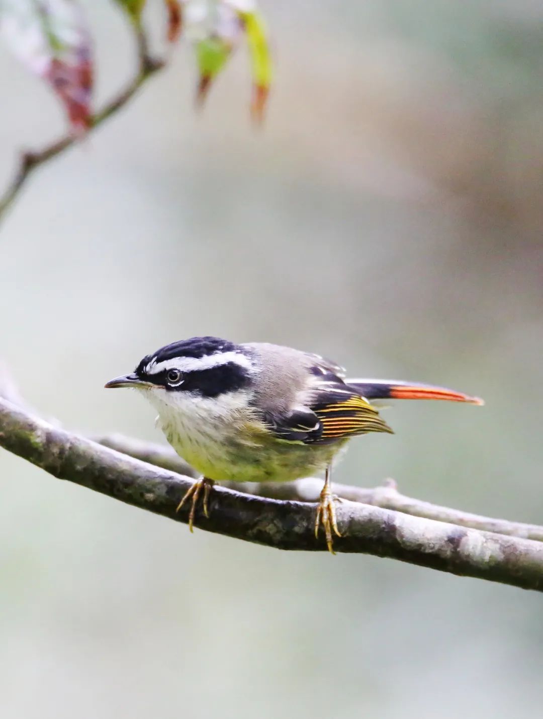 birdWatching