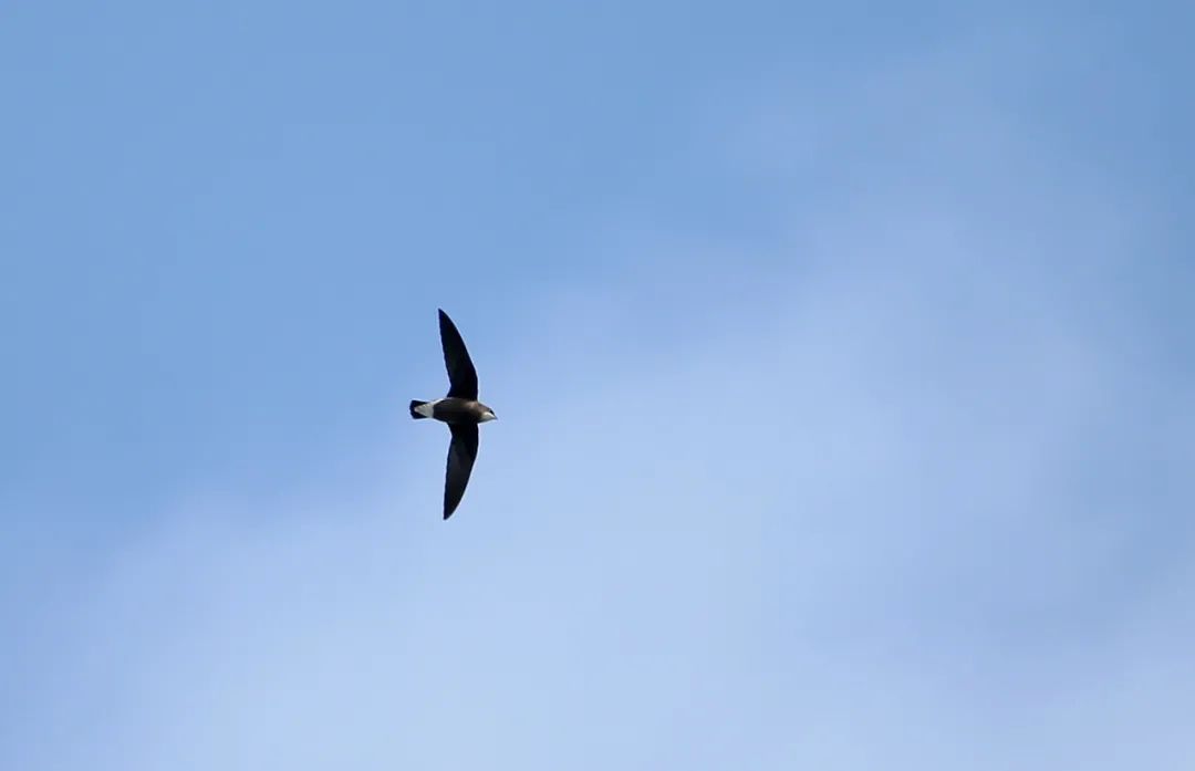 birdWatching