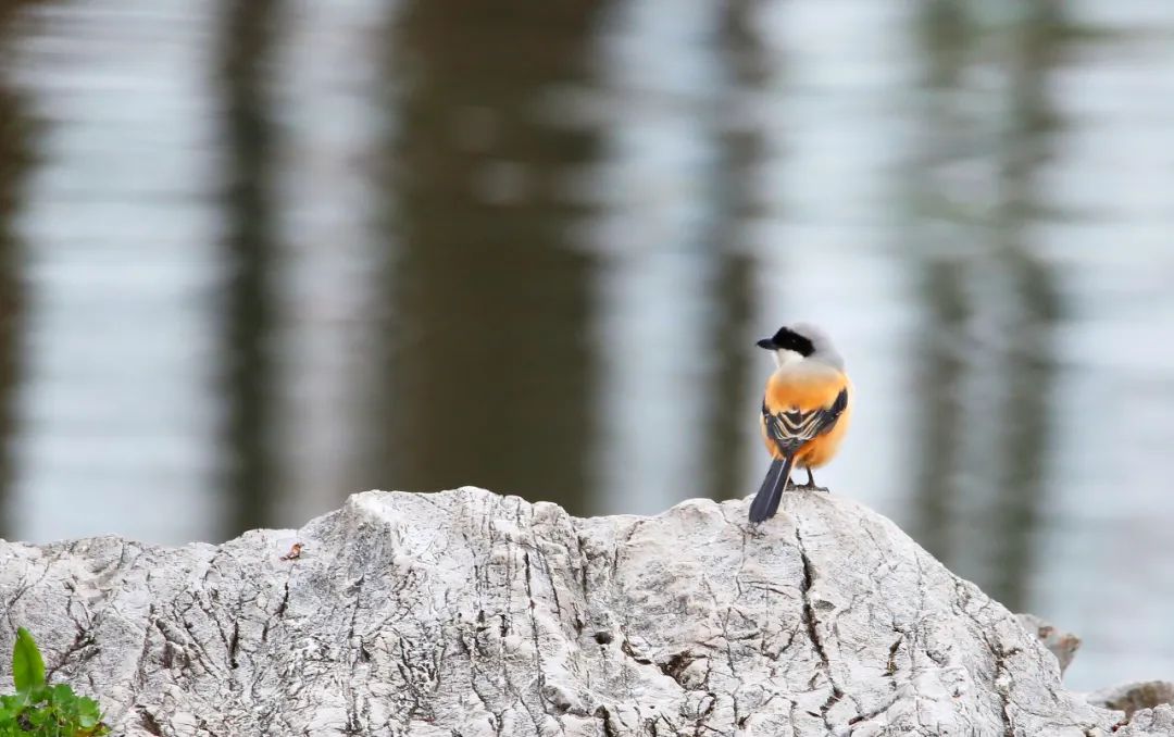 birdWatching