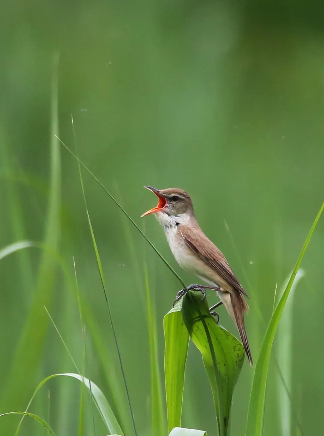 birdWatching