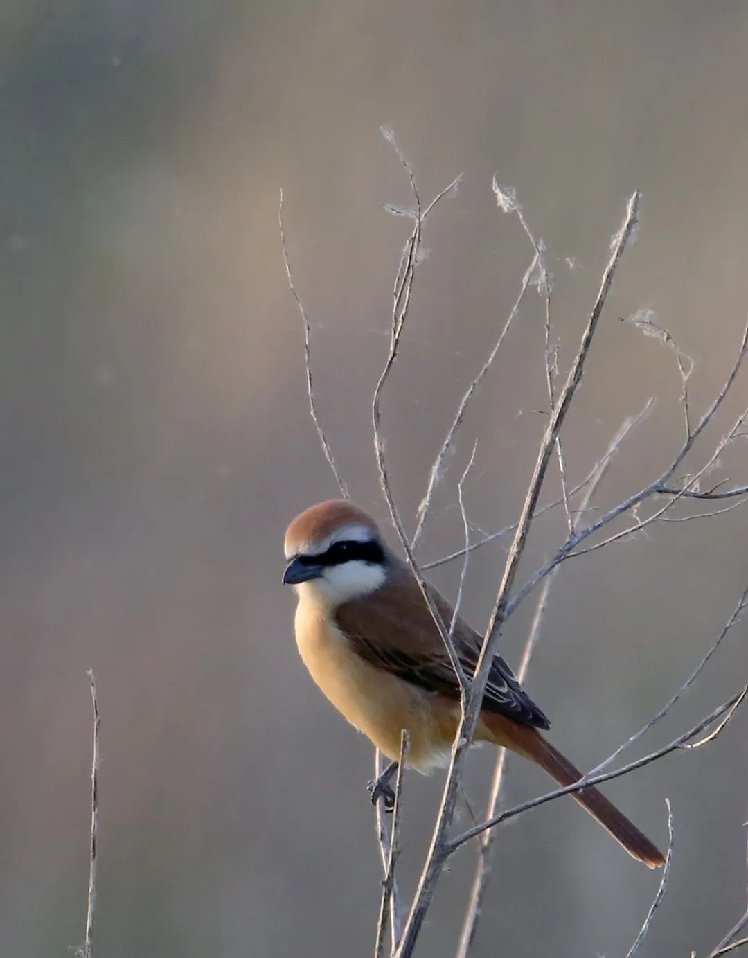 birdWatching