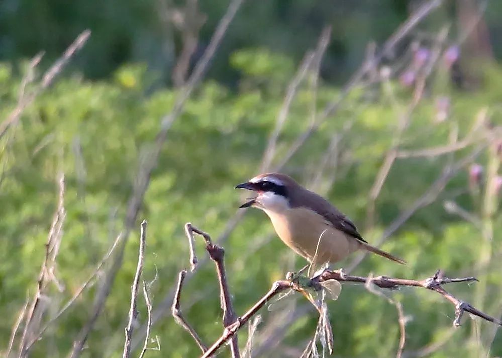 birdWatching