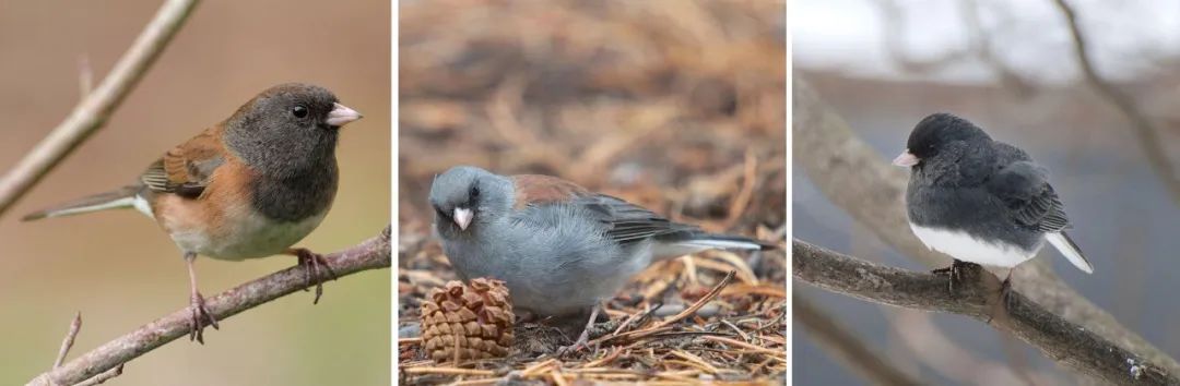 birdWatching