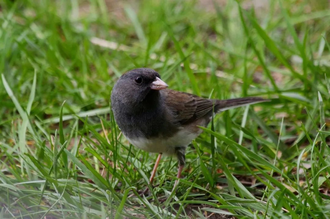 birdWatching