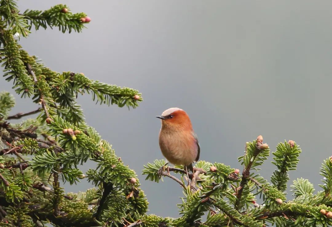 birdWatching