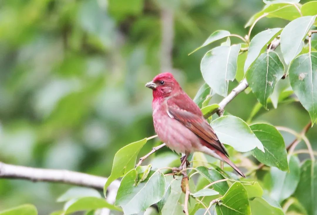 birdWatching