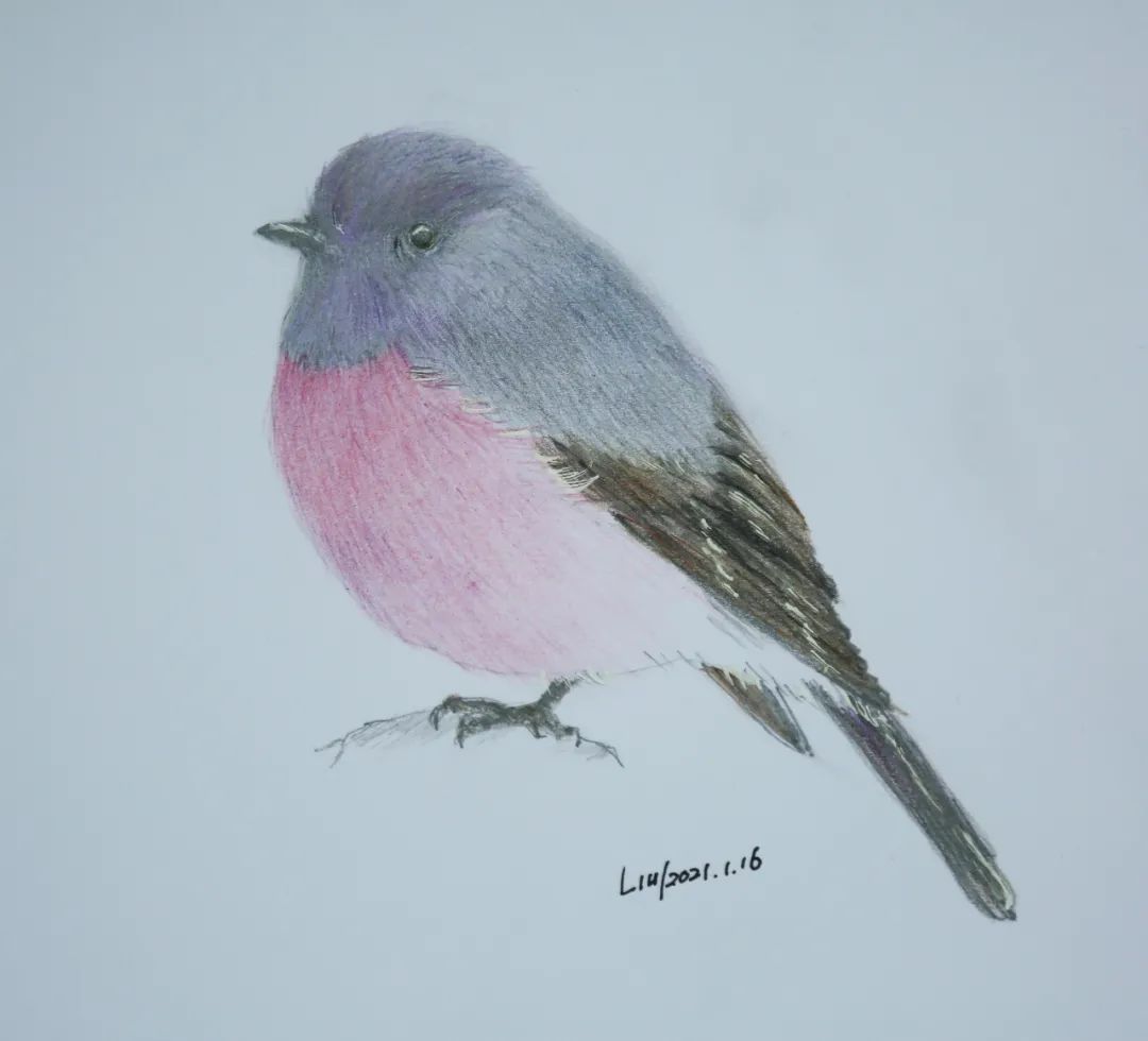 birdWatching