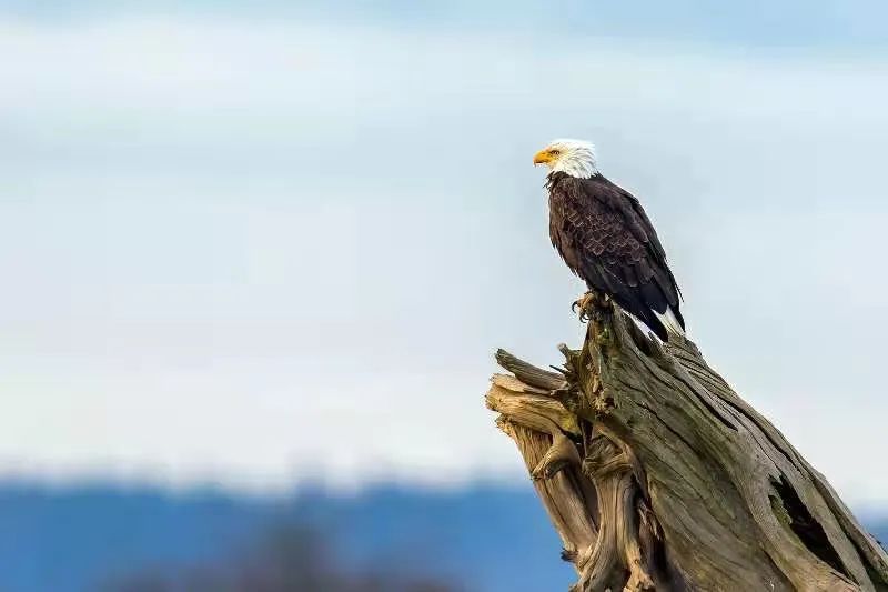 birdWatching