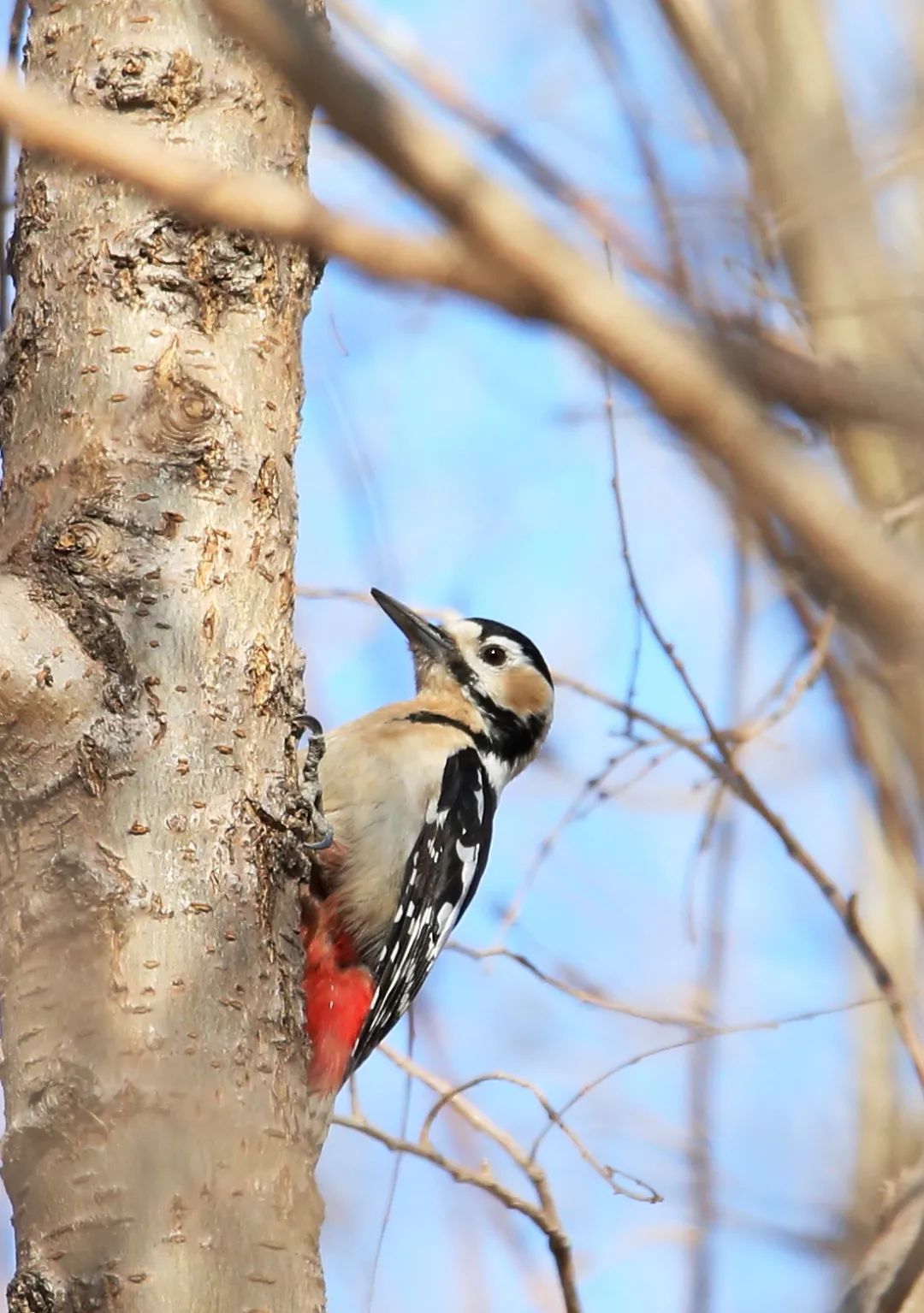 birdWatching