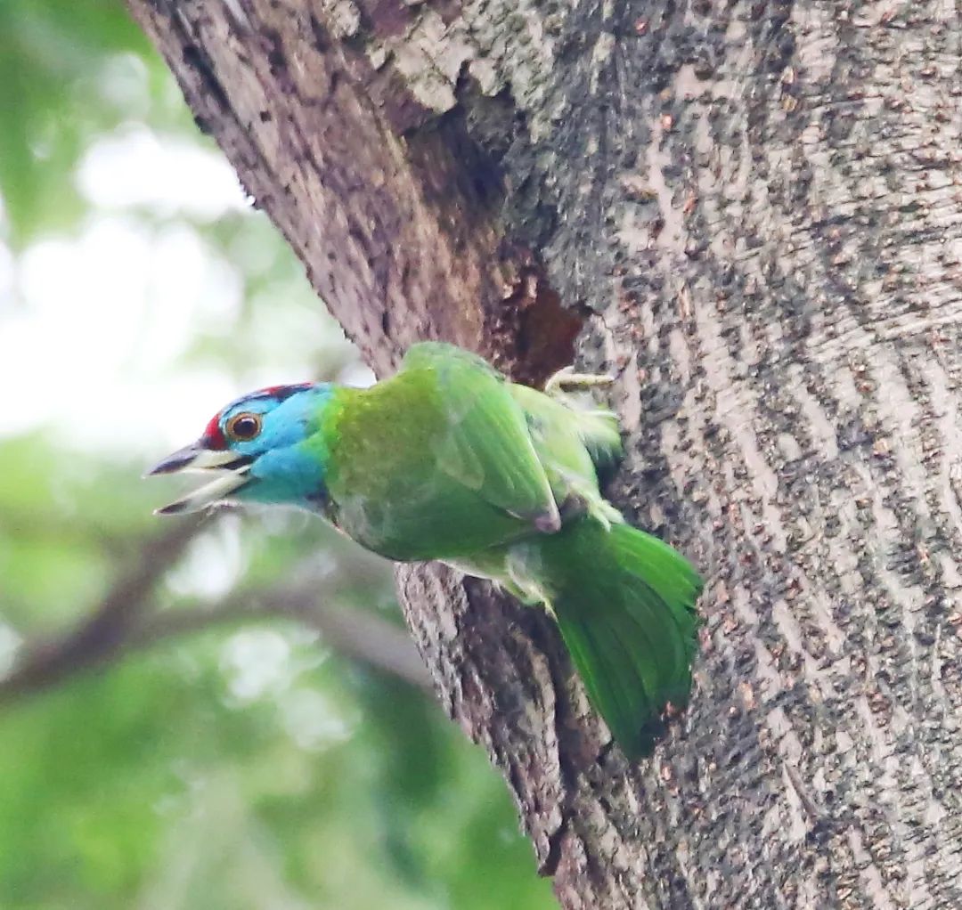 birdWatching