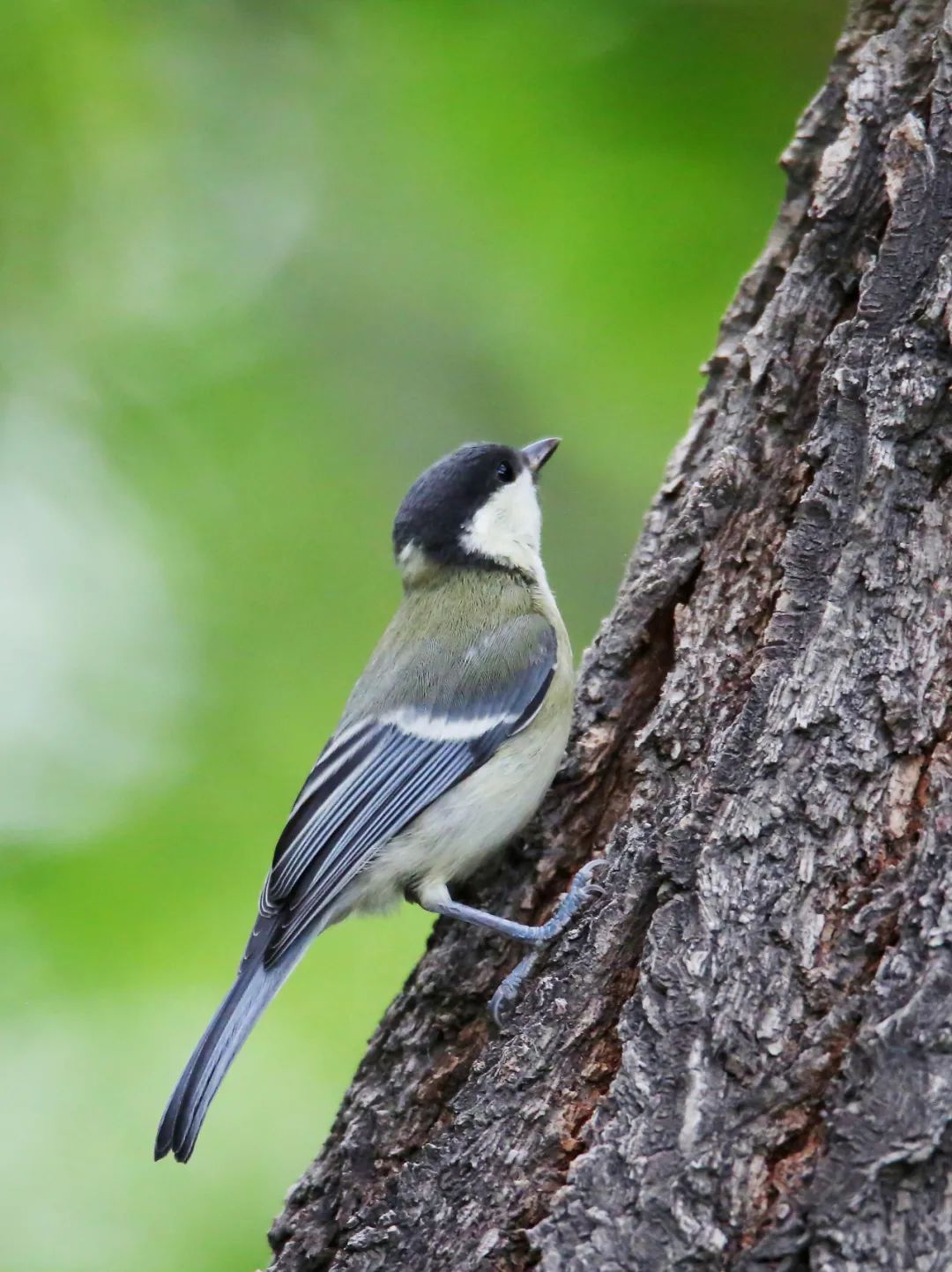 birdWatching