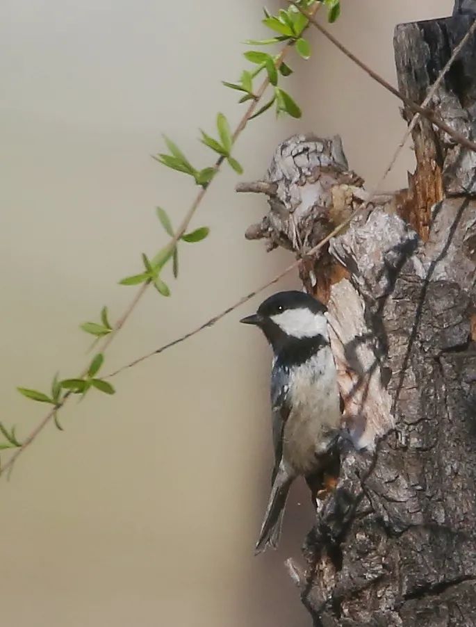 birdWatching