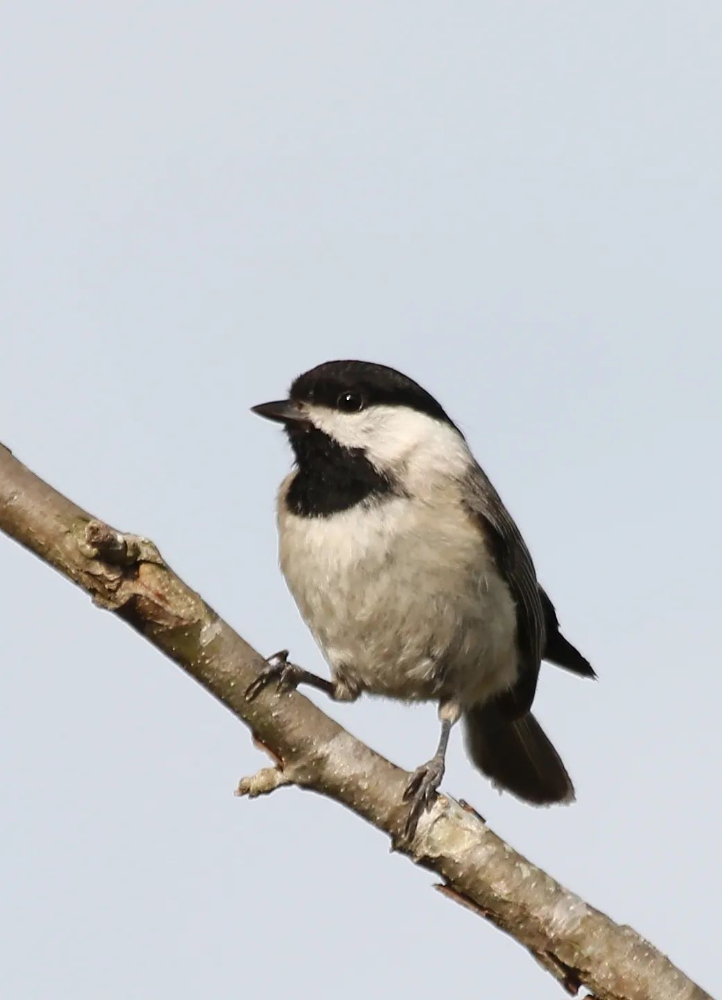 birdWatching