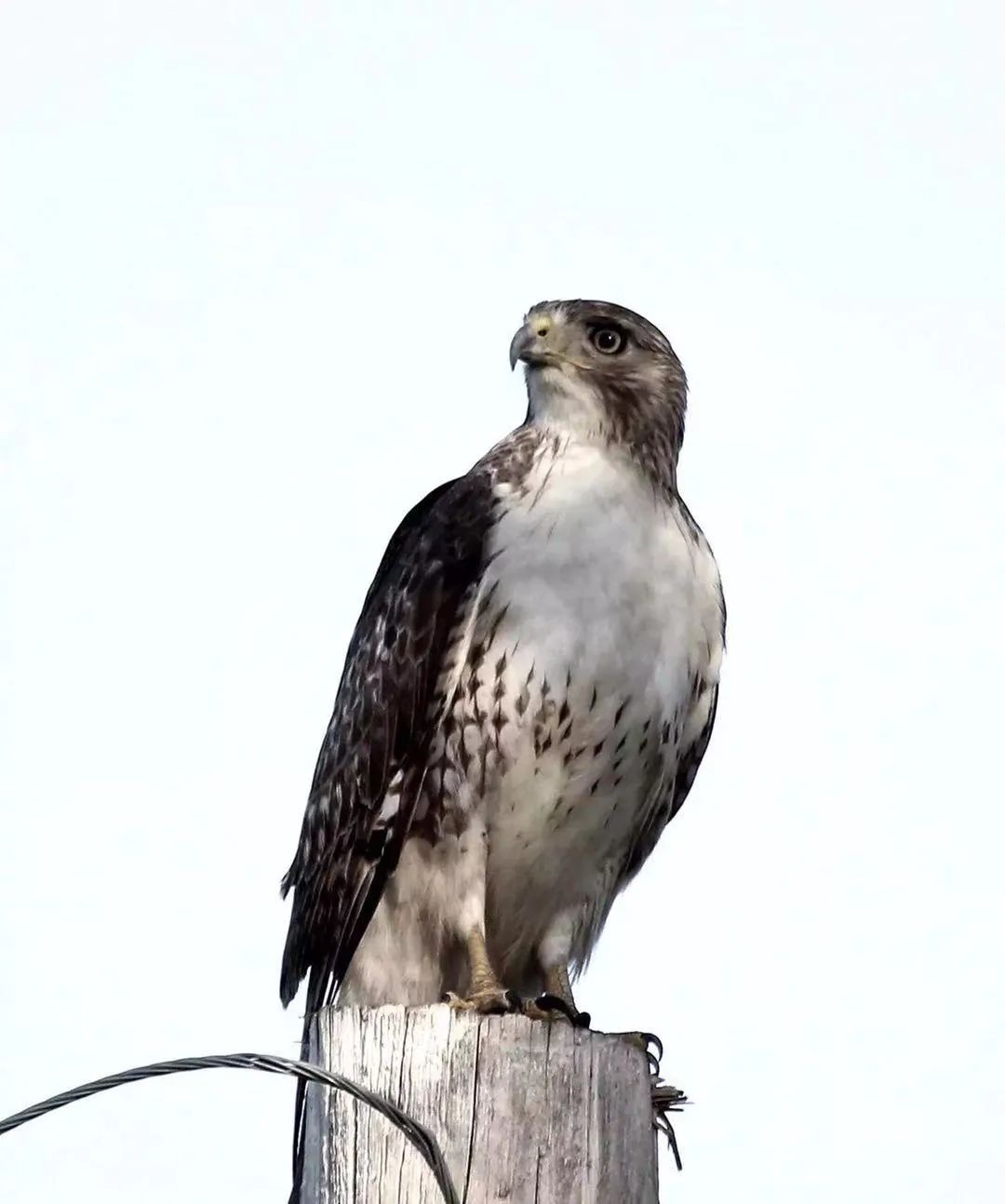 birdWatching