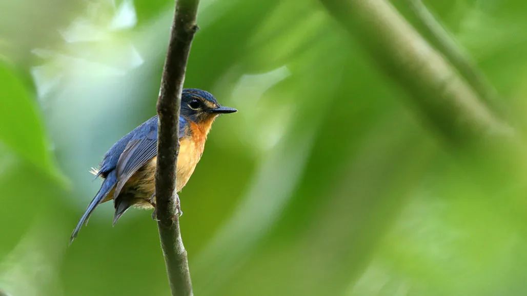 birdWatching