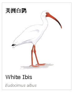 birdWatching
