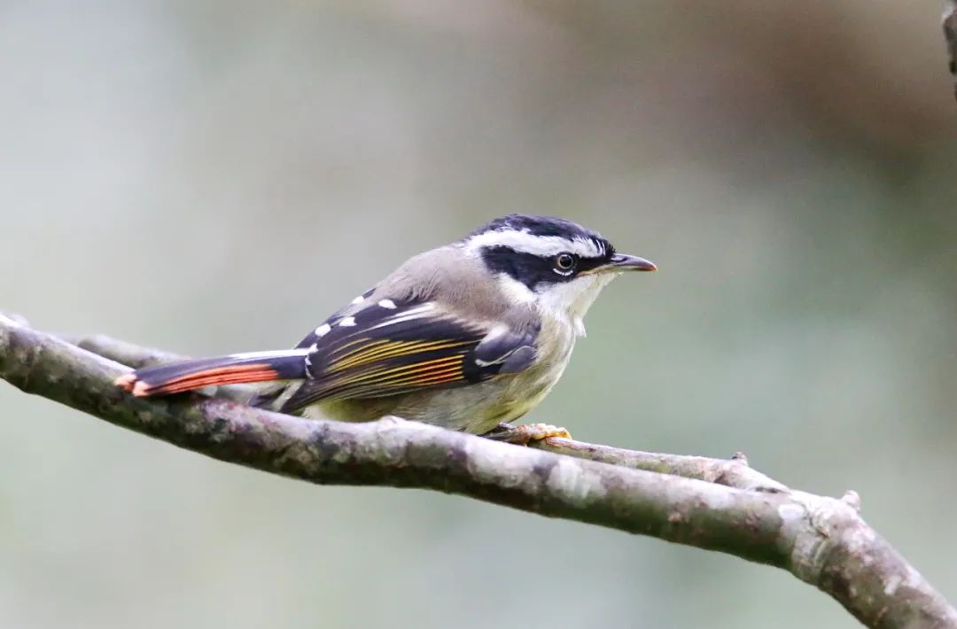 birdWatching