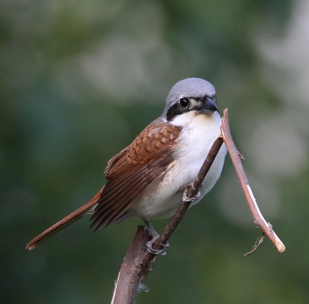 birdWatching