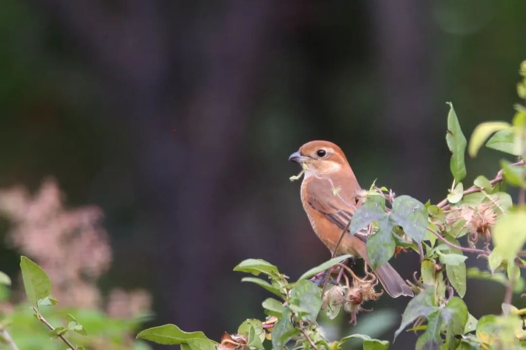 birdWatching