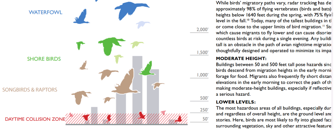 birdWatching