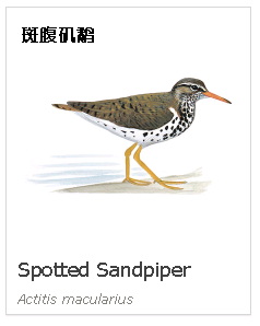 birdWatching birdWatching