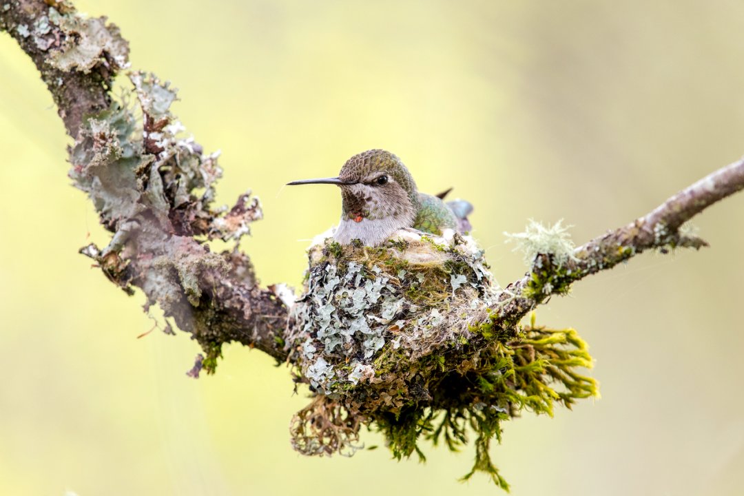 birdWatching