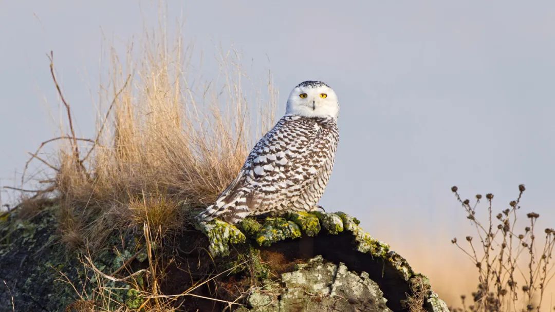 birdWatching