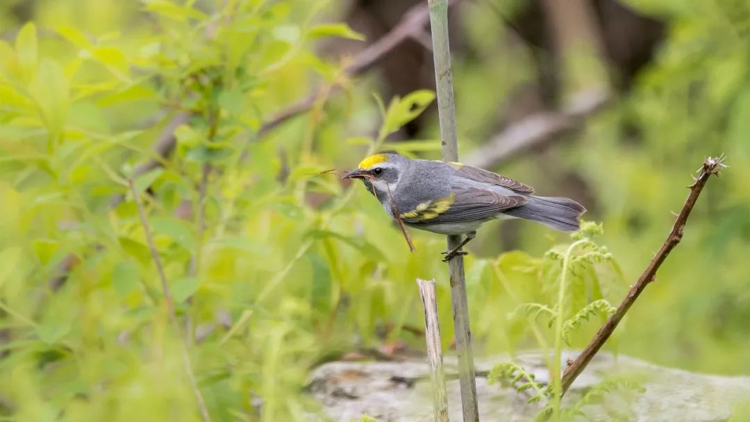 birdWatching