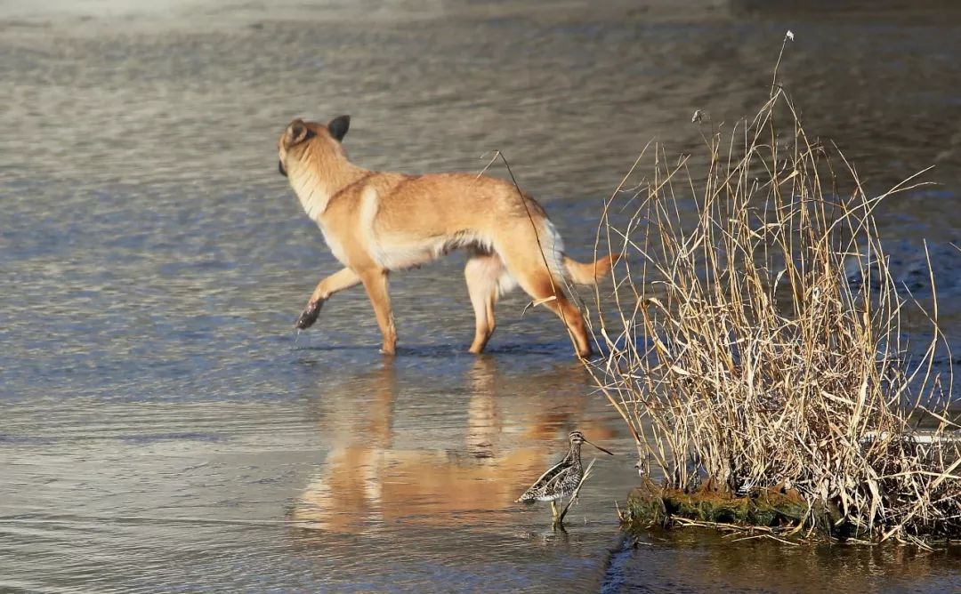 birdWatching