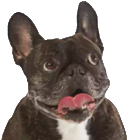 :amazon_error_dog: